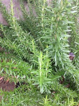 20140611rosemary1.jpg