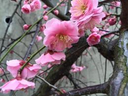 20150208ume2.jpg