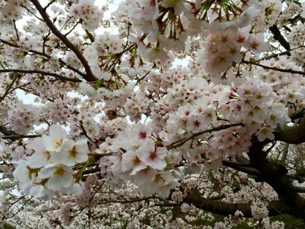 20150403sakura.jpg