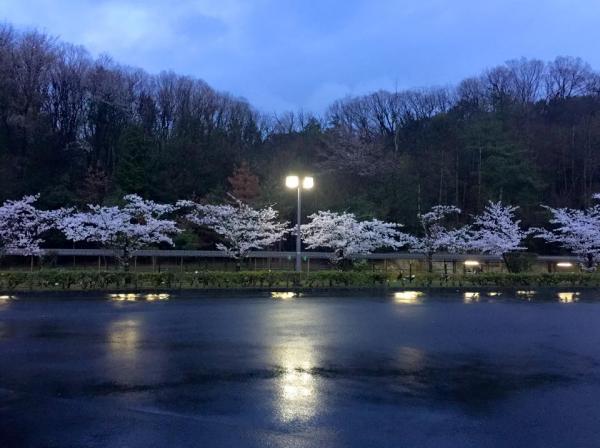 20150403seta2.jpg