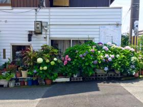 20150624fukakusa3.jpg