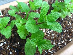 20160404garden2.jpg