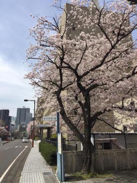 20160406sakura2.jpg