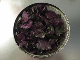 20160818shiso3.jpg