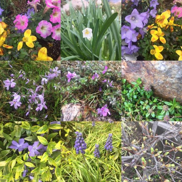 20170412mygarden.jpg