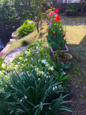 20170416mygarden2.jpg