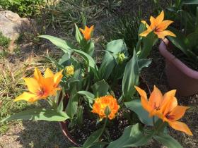 20170416mygarden4.jpg