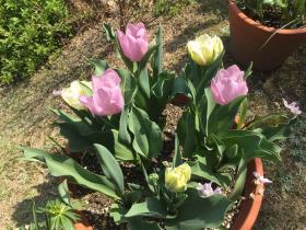 20170416mygarden5.jpg