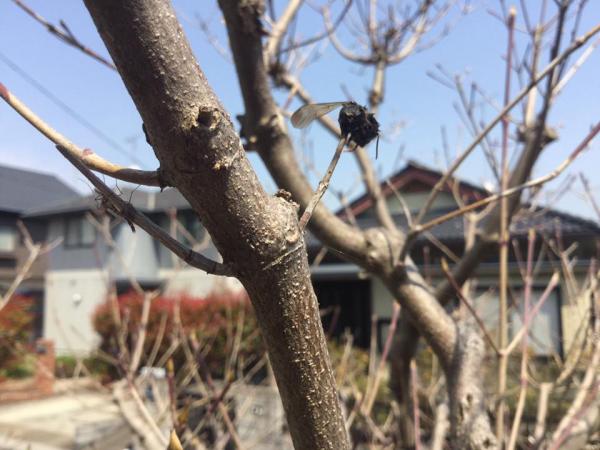 20170416mygarden9.jpg