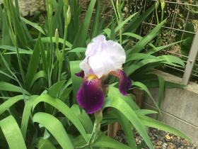 20170516mygarden4.jpg