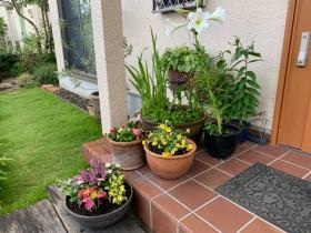 20190627mygarden3.jpg