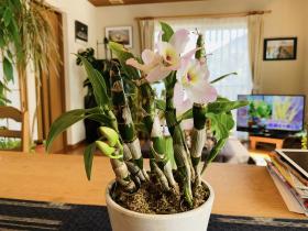 20230303dendrobium1.jpg