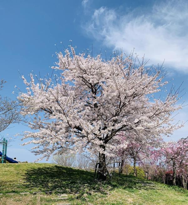 20230401sakura1.jpg