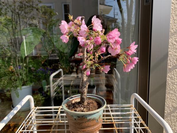 20230403sakura_bonsai.jpg