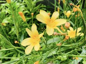 20230505mygarden5.jpg