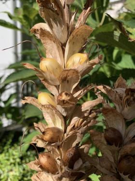 20230805acanthus_mollis1.jpg