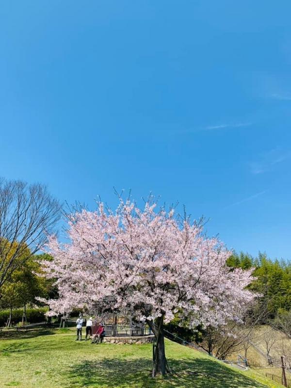 20240412sakura2.jpg