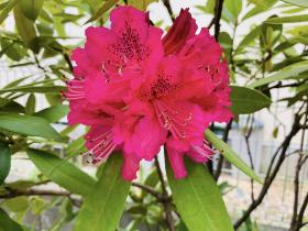 20240421rhododendron3.jpg