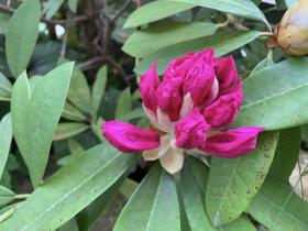 20240421rhododendron4.jpg