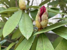 20240421rhododendron6.jpg