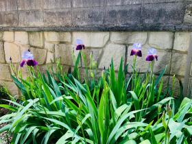 20240509mygarden1.jpg