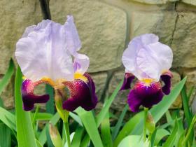 20240509mygarden2.jpg