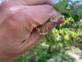 20240509mygarden4.jpg