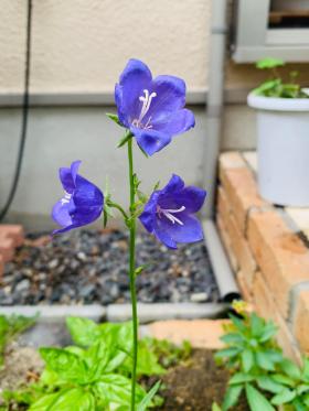 20240522mygarden1.jpg