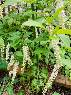 20240522mygarden2.jpg