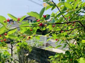 20240524june_berry2.jpg