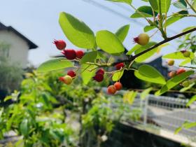 20240524june_berry3.jpg