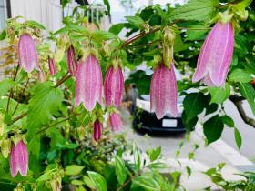 20240530mygarden1.jpg