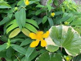 20240530mygarden2.jpg