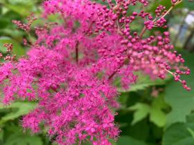 20240530mygarden3.jpg