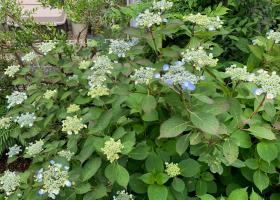 20240530mygarden4.jpg