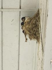 20240605swallow2.jpg