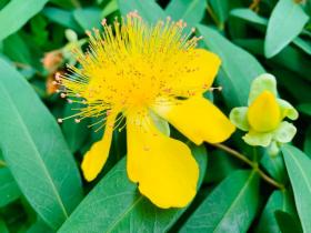 20240606mygarden1.jpg