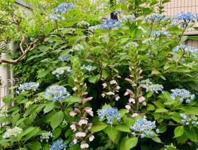 20240606mygarden2.jpg