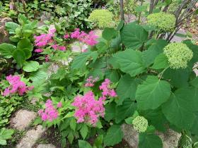 20240606mygarden3.jpg