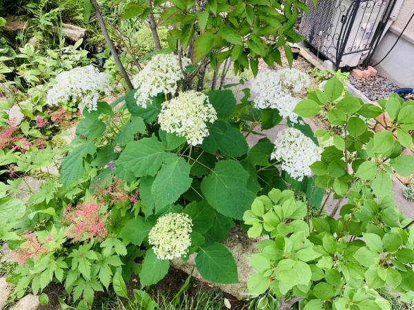 20240613mygarden1.jpg