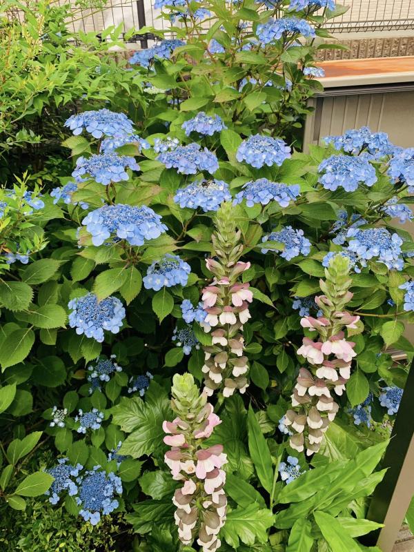 20240613mygarden2.jpg
