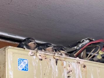 20240616swallow2.jpg