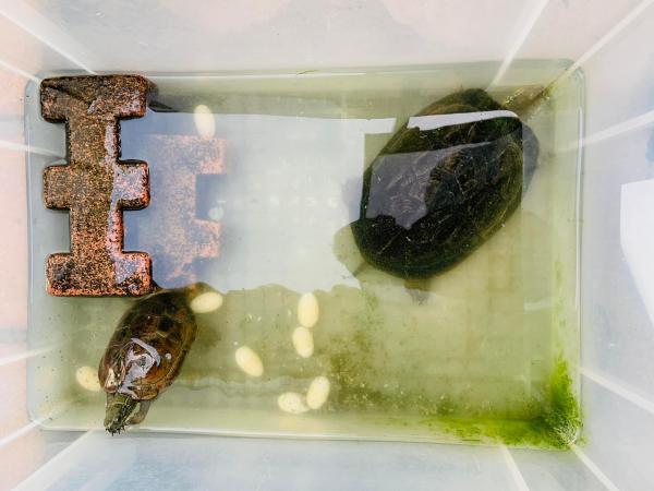 20240702turtle.jpg