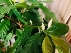 20240708coffeetree1.jpg