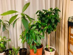 20240708coffeetree2.jpg