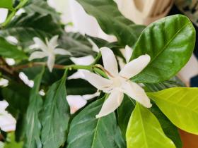 20240710coffee_tree.jpg