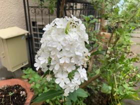20240722mygarden1.jpg
