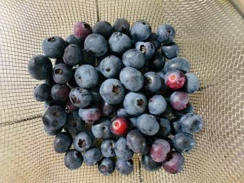 20240803mygarden1.jpg