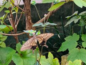 20240904mygarden1.jpg