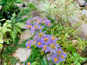 20240930mygarden1.jpg
